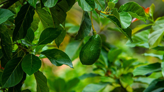 Astonishing Benefits of Avocado Leaf Tinctures