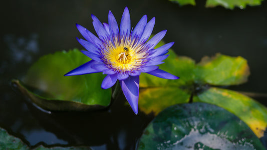 What are the benefits of Blue Lotus?