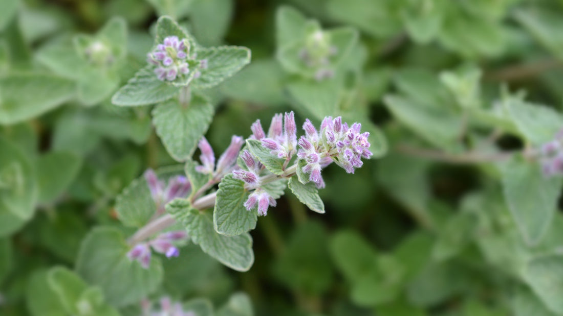 Catnip Tinctures: Beyond the Feline Fascination