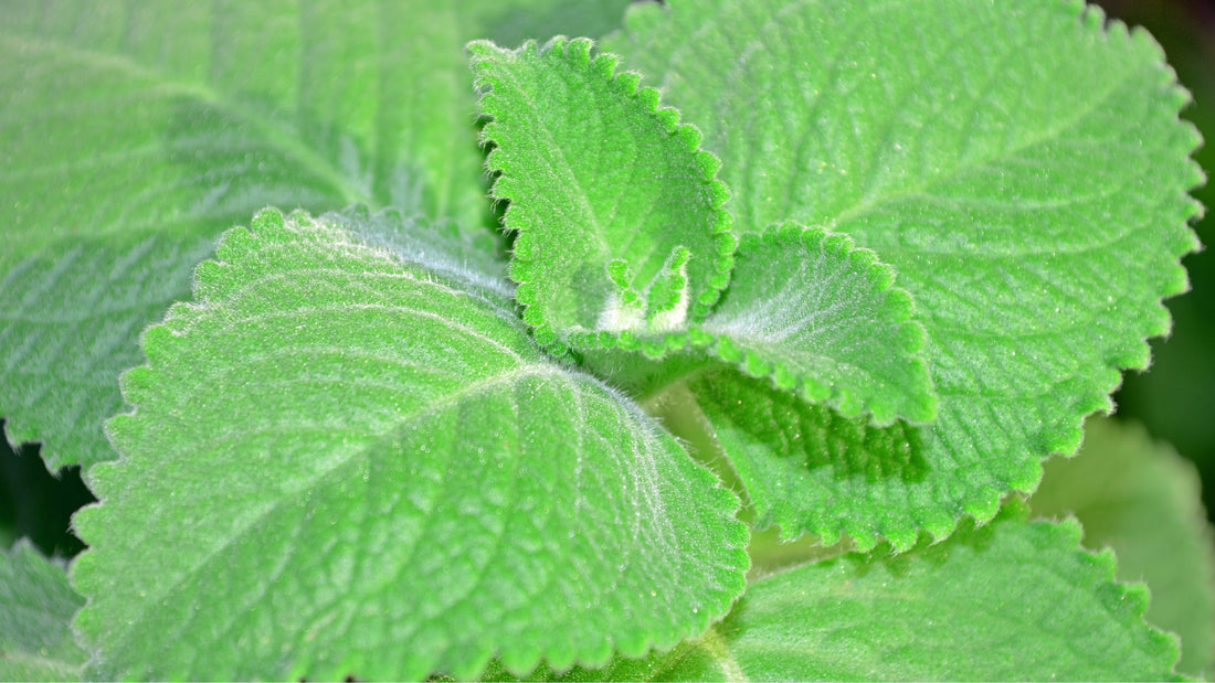 Cuban Oregano Tincture Benefits: Winning hearts in the Realm of Natural Remedies