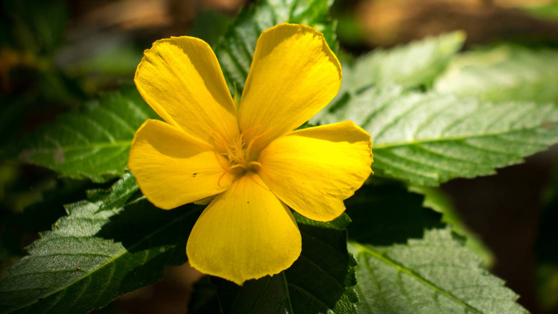 Boost Your Sexual Health Naturally: Experience the Mood-Enhancing Wonders of Damiana