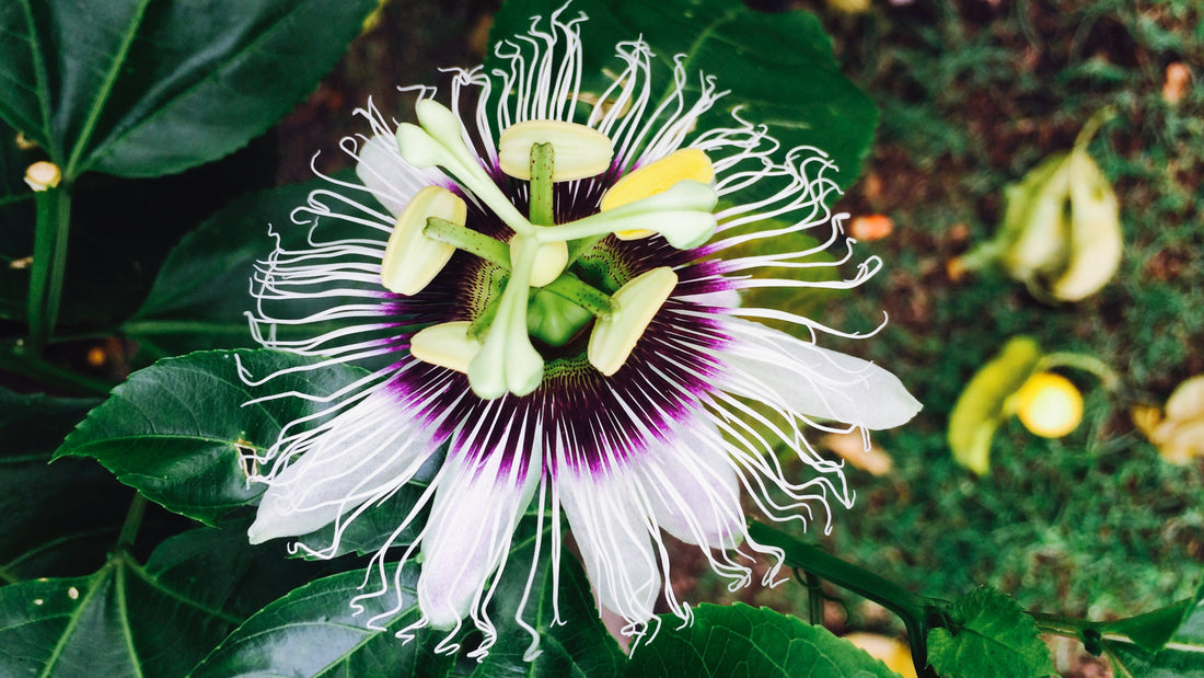 Lilikoi Tinctures: Embracing the Power of Lilikoi (Passion Flower) Tinctures