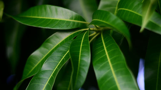 The Majestic Mango Leaf Extract: A Deep Dive Into Tropical Traditions