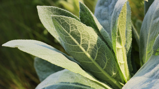 Mullein Tinctures: 6 Health Benefits