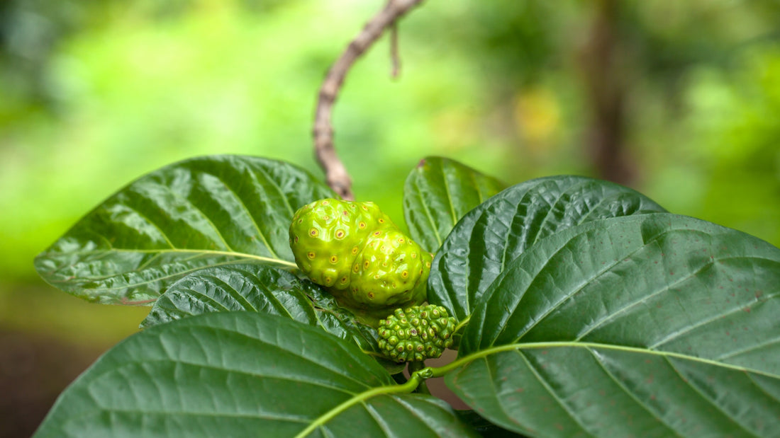 Noni Leaf