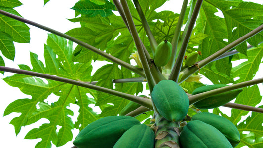 Benefits of Papaya Leaf Tinctures