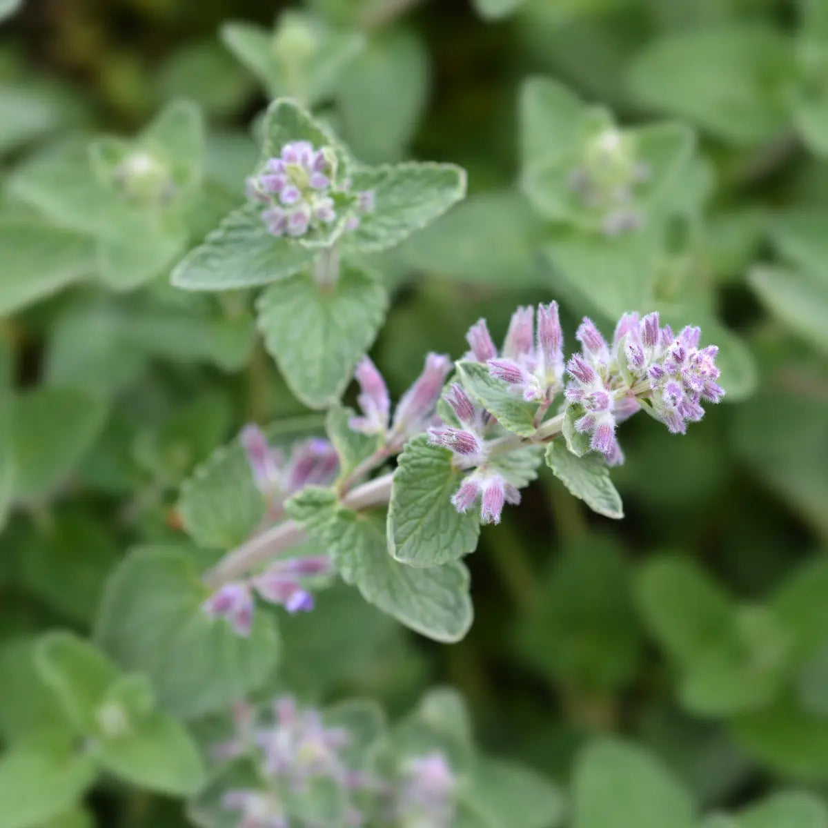 Catnip Tincture - Pua Keiki