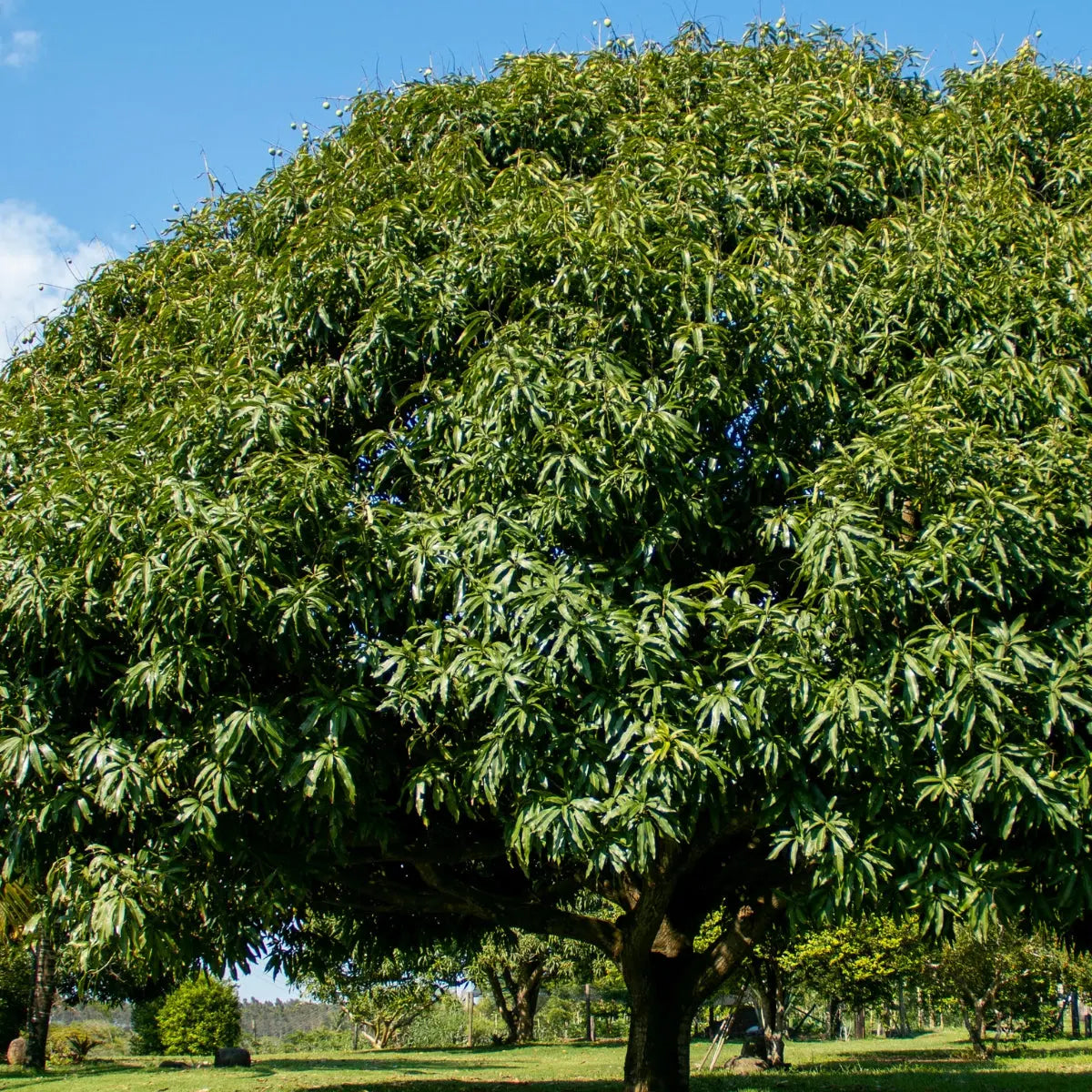 Mango Leaf Tincture - Pua Keiki