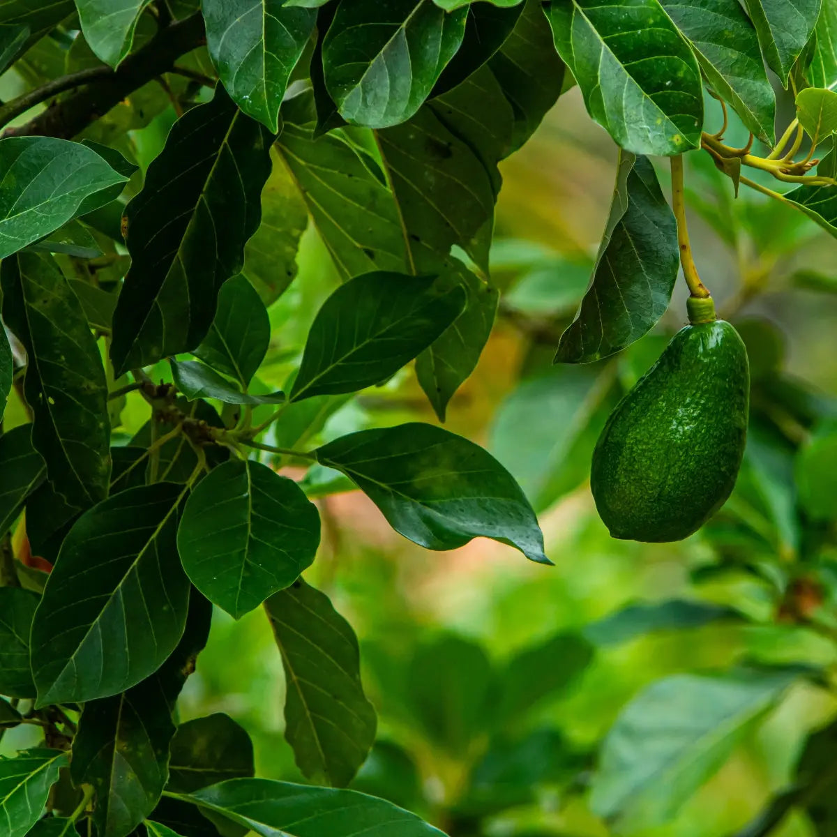 Avocado Leaf Tincture - Pua Keiki