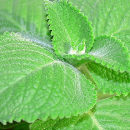 Cuban Oregano Tincture Pua Keiki