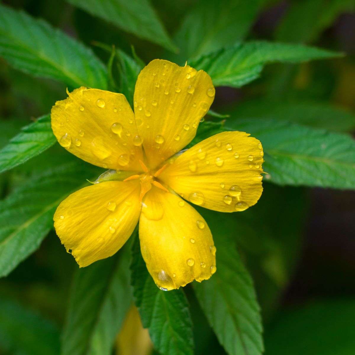 Damiana Tincture Pua Keiki