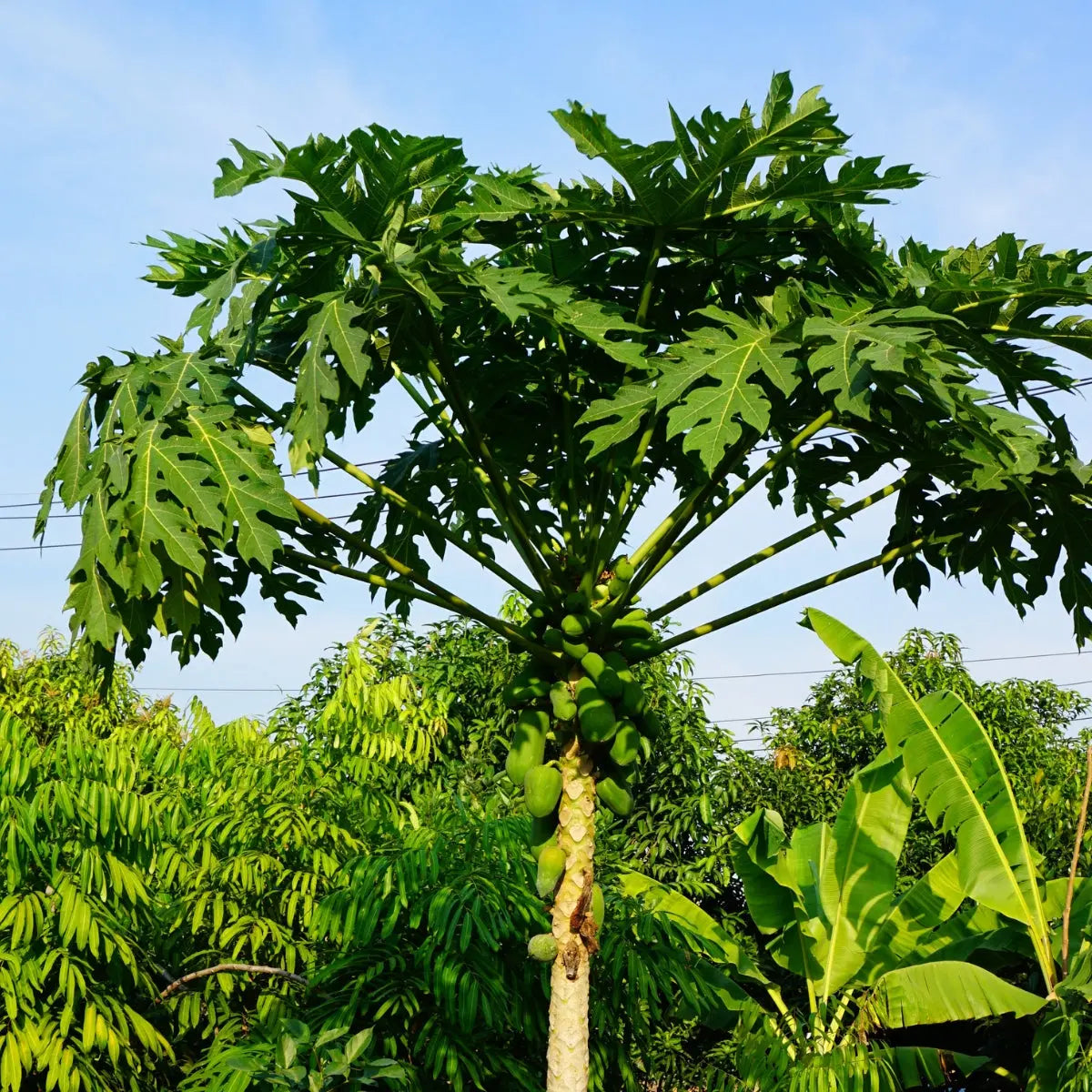 Papaya Leaf Tincture - Pua Keiki