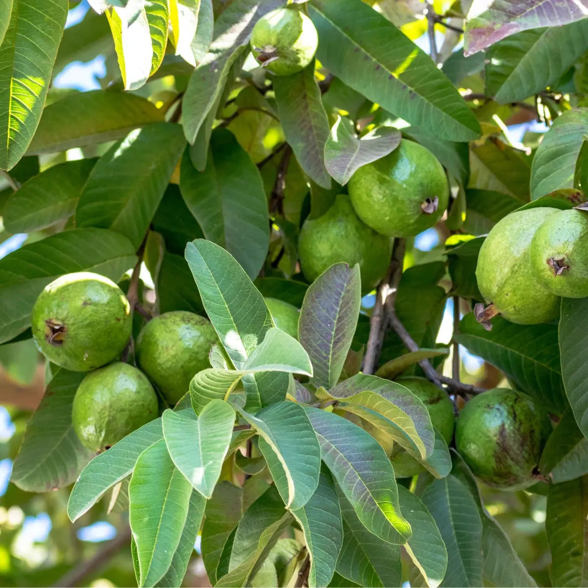 Guava Leaf Tincture - Pua Keiki