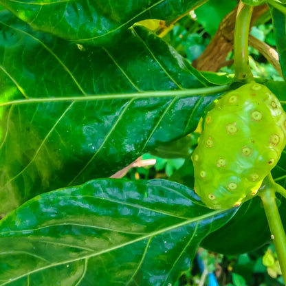 Noni Leaf Tincture - Pua Keiki